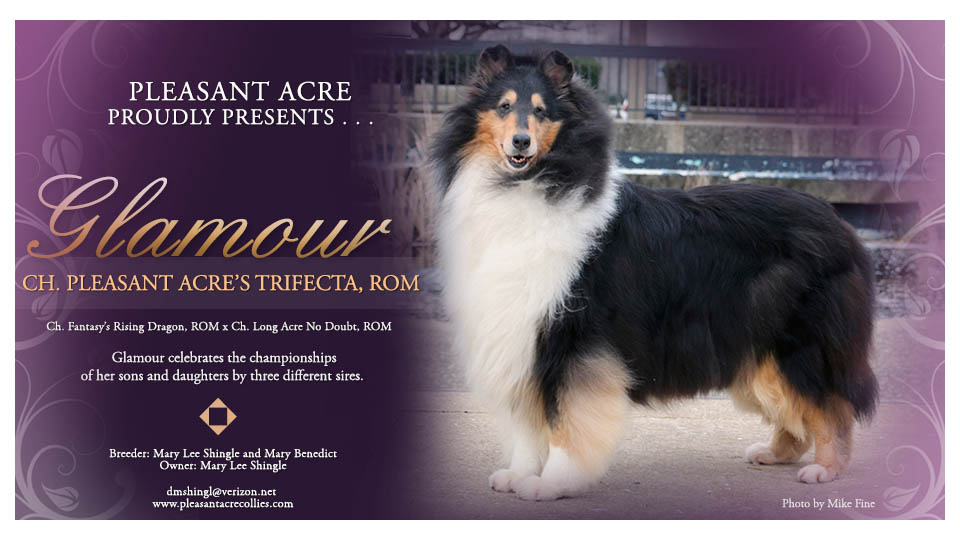 Pleasant Acre Collies -- CH Pleasant Acre's Trifecta, ROM