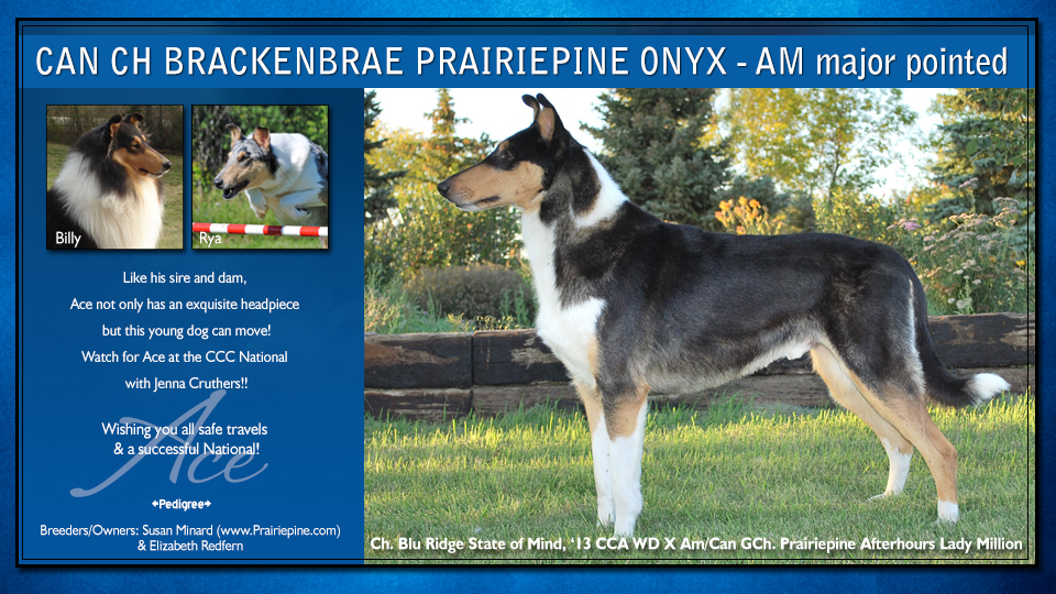 Prairiepine Collies -- CAN CH Brackenbrae Prairiepine Onyx