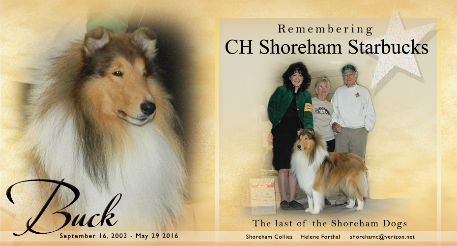Shoreham Collies -- In Loving Memory of CH Shoreham Starbucks