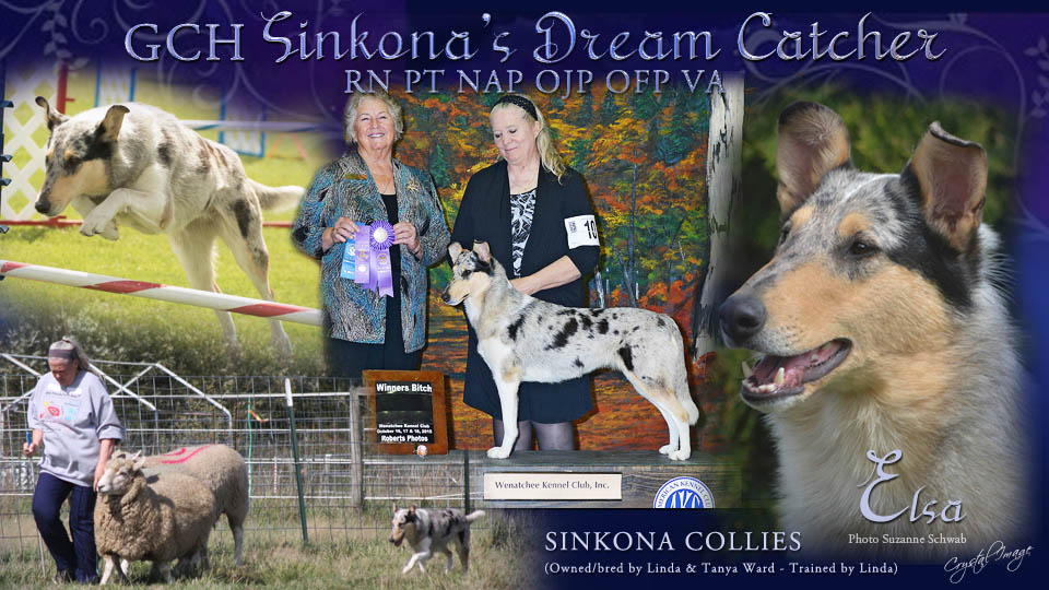 Sinkona Collies -- GCH Sinkona's Dream Catcher RN PTNAP OJP VA