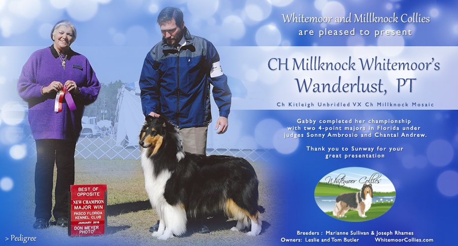 Whitemoor Collies / Millknock Collies - CH Millknock Whitemoor's Wanderlust, PT