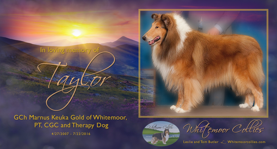 Whitemoor Collies -- In loving of GCh Marnus Keuka Gold of Whitemoor, PT, CGC and therapy dog