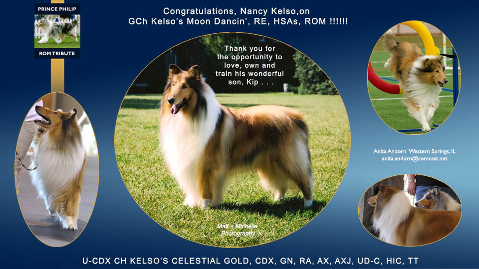 Anita Andorn -- U-CDX Ch Kelso&rsquo;s Celestial Gold, CDX, GN, RA, AX, AXJ, UD-C, HIC, TT