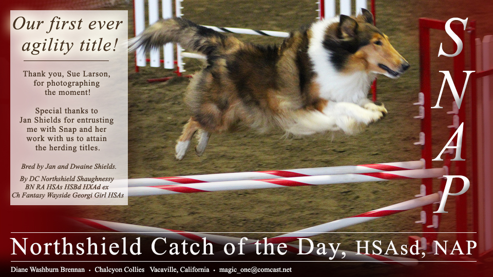 Chalcyon Collies -- Northshield Catch of the Day, HSAsd, NAP 