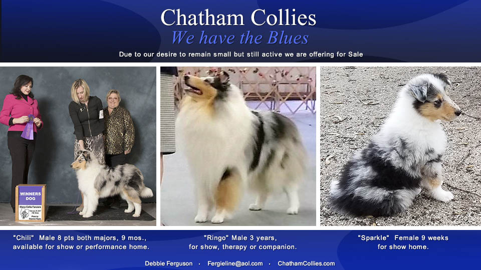 Chatham Collies