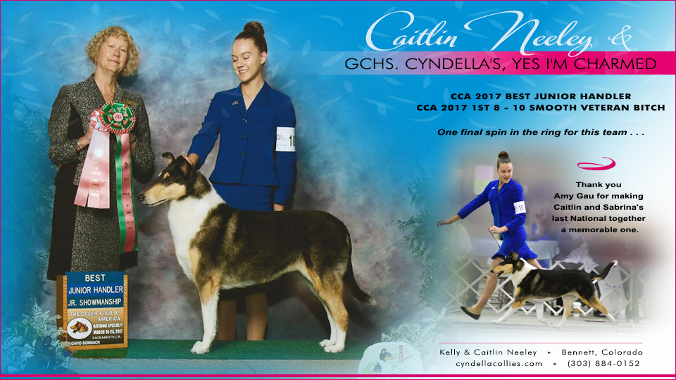 Cyndella Collies -- GCHS Cyndella's, Yes I'm Charmed
