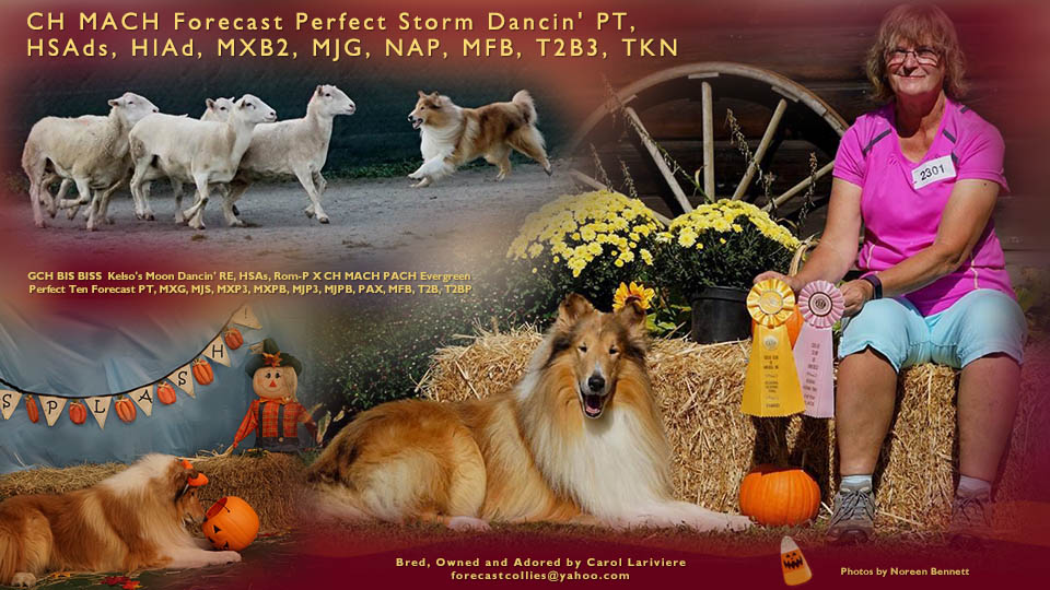 Forecast Collies -- CH MACH Forecast Perfect Storm Dancin' PT, HSAds, HIAd, MXB2, MJG, NAP, MFB, T2B3, TKN