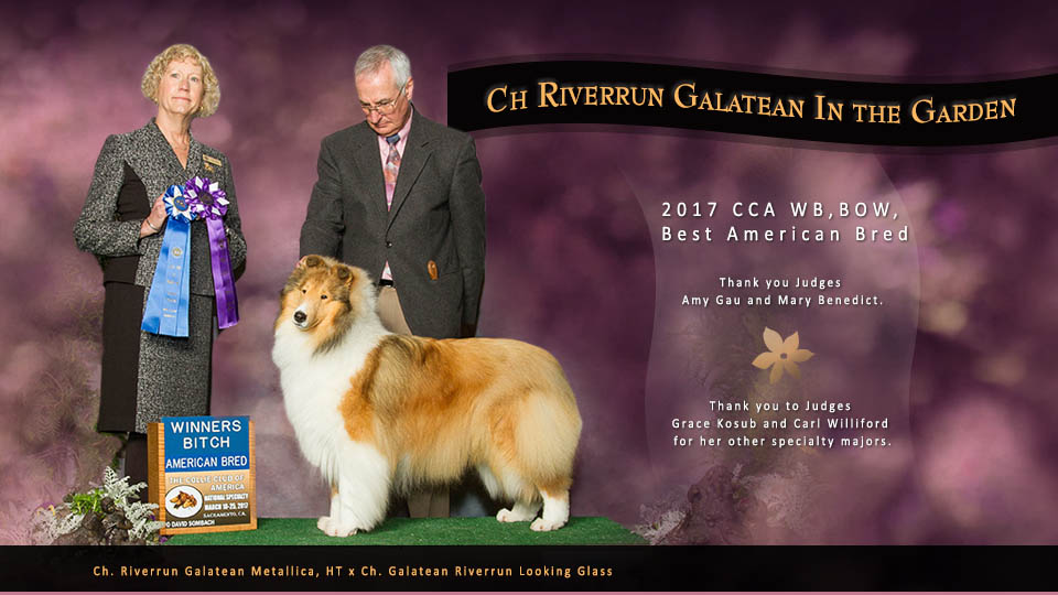 Couture Collies / Galatean Collies / Riverrun Collies -- CH Riverrun Galatean In The Garden