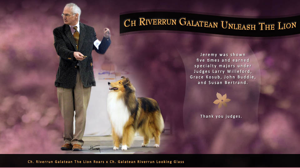 Couture Collies / Galatean Collies / Riverrun Collies -- CH Riverrun Galatean Unleash The Lion
