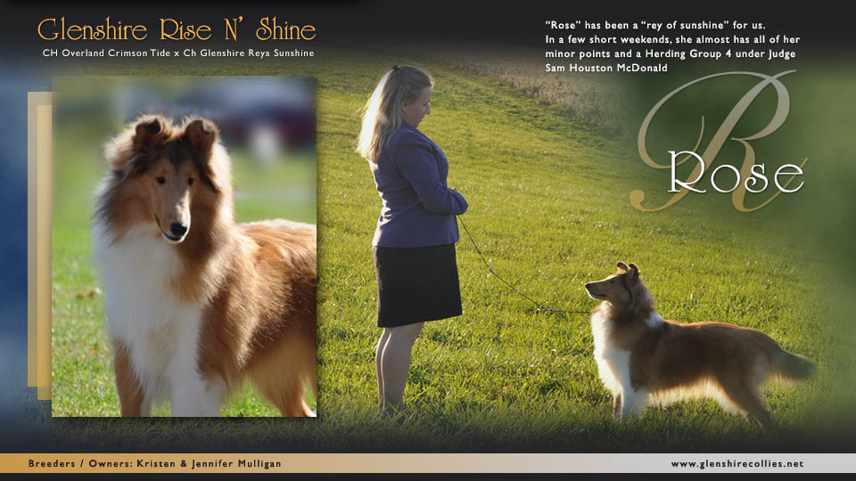 Glenshire Collies -- Glenshire Rise N' Shine