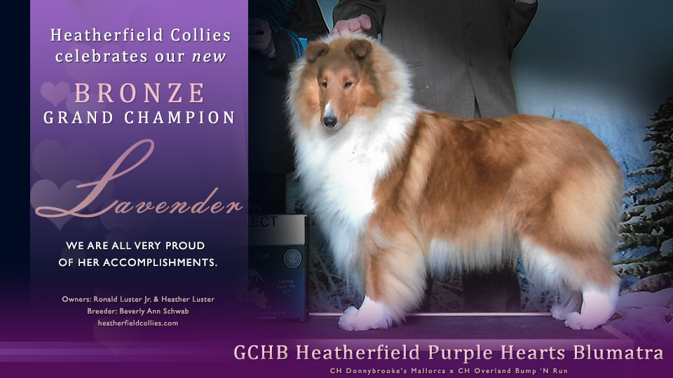 Heatherfield Collies -- Bronze GCH Heatherfield Purple Hearts Blumatra