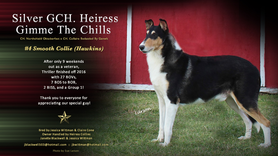 Heiress Collies -- Silver GCH Heiress Gimme The Chills