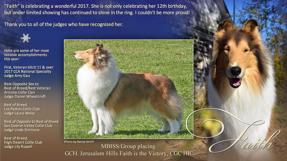Jerusalem Hills Collies -- GCH Jerusalem Hills Faith Is The Victory, CGC HIC