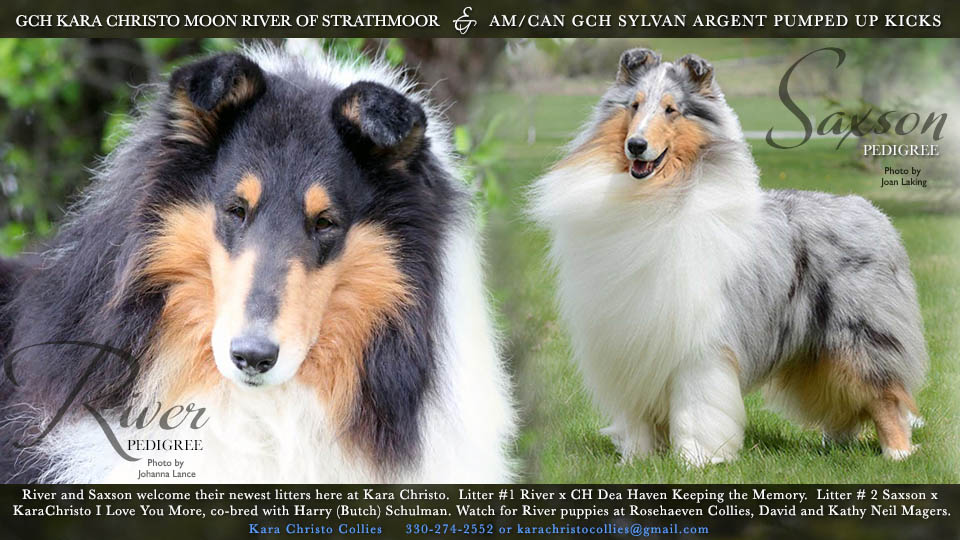 Kara Christo Collies -- GCH Kara Christo Moon River of Strathmoor and AM/CAN GCH Sylvan Argent Pumped Up Kicks