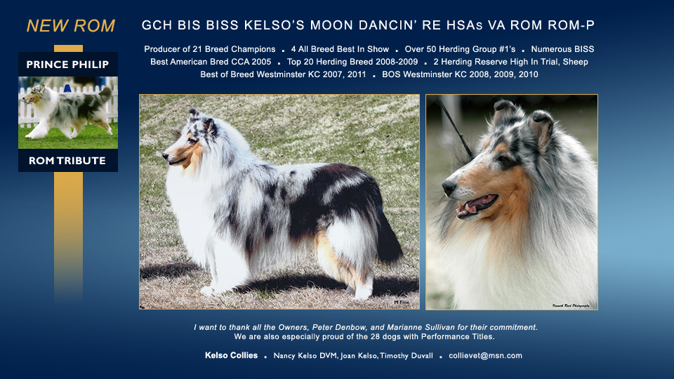 Kelso Collies -- GCH Kelso's Moon Dancin' RE HSAs VA ROM ROM-P