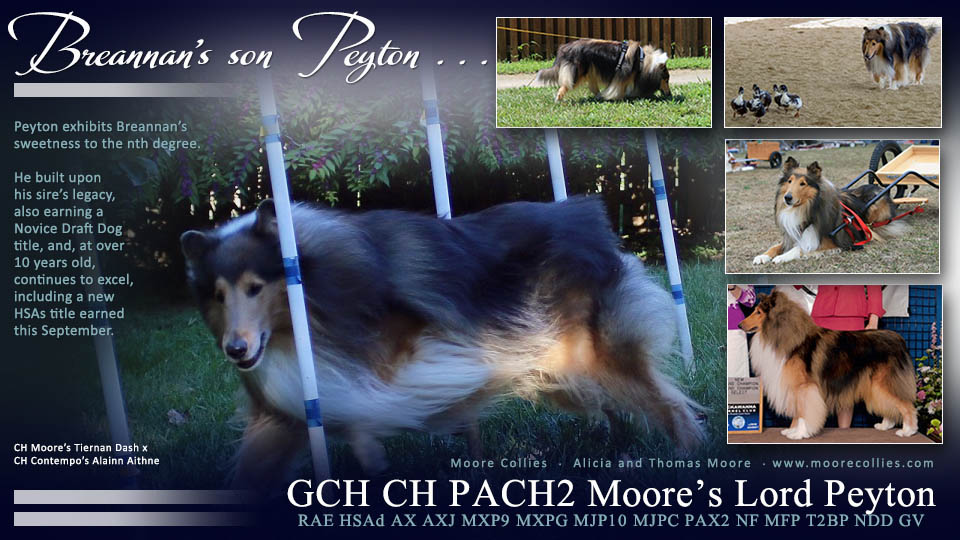 Moore Collies -- GCH CH PACH2 Moore's Lord Peyton RAE HSAd AX AXJ MXP9 MXPG MJP10 MJPC PAX2 NF MFP T2BP NDD GV