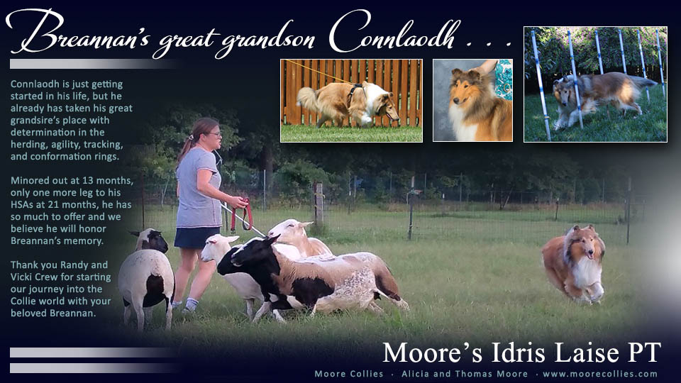 Moore Collies -- Moore&rsquo;s Idris Laise PT