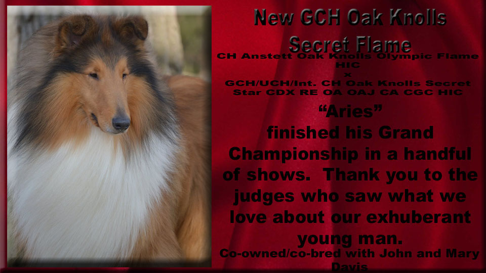 Oak Knoll Collies -- GCH Oak Knolls Secret Flame