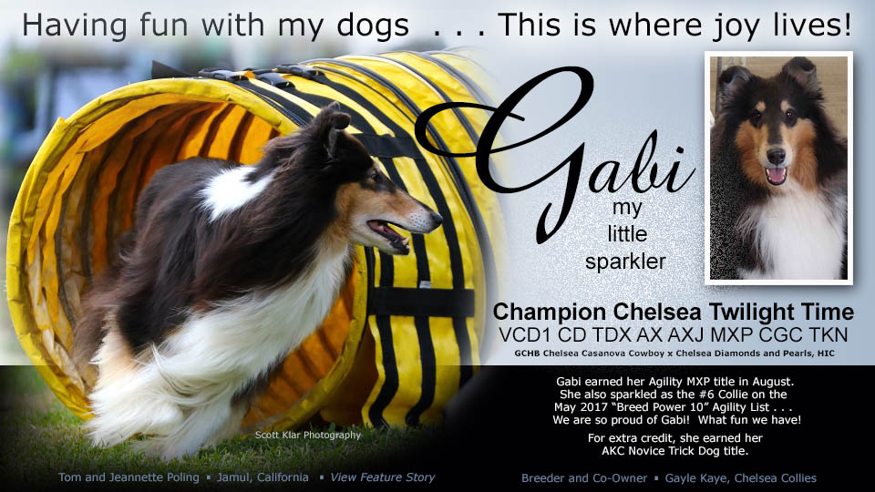 Tom and Jeannette Poling - CH Chelsea Twilight Time, VCD1, CD, TDX, AX, AXJ, MXP, CGC, TKN