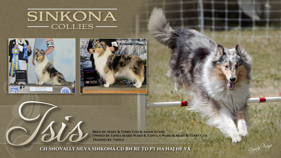 Sinkona Collies -- CH Snovally Silva Sinkona CD BN RE TD PT NA NAJ NF VX