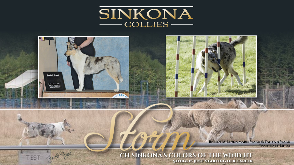 Sinkona Collies -- CH Sinkona's Colors Of The Wind HT
