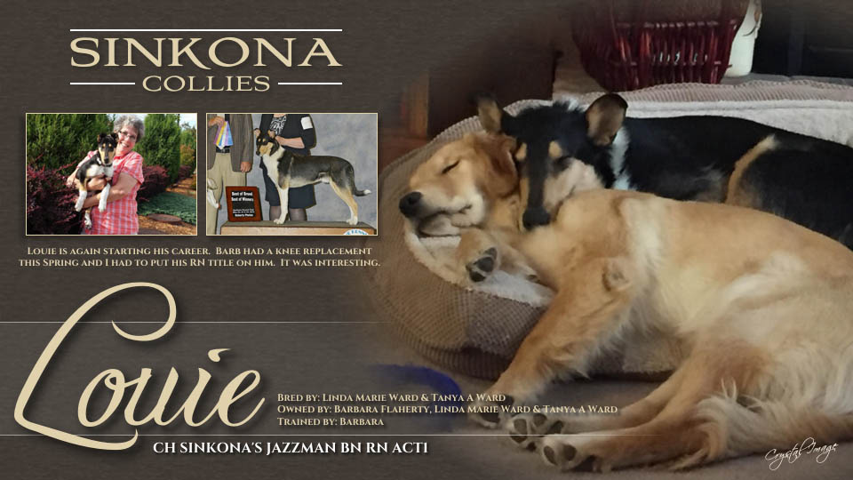 Sinkona Collies -- CH Sinkona's Jazzman BN RN ACTI