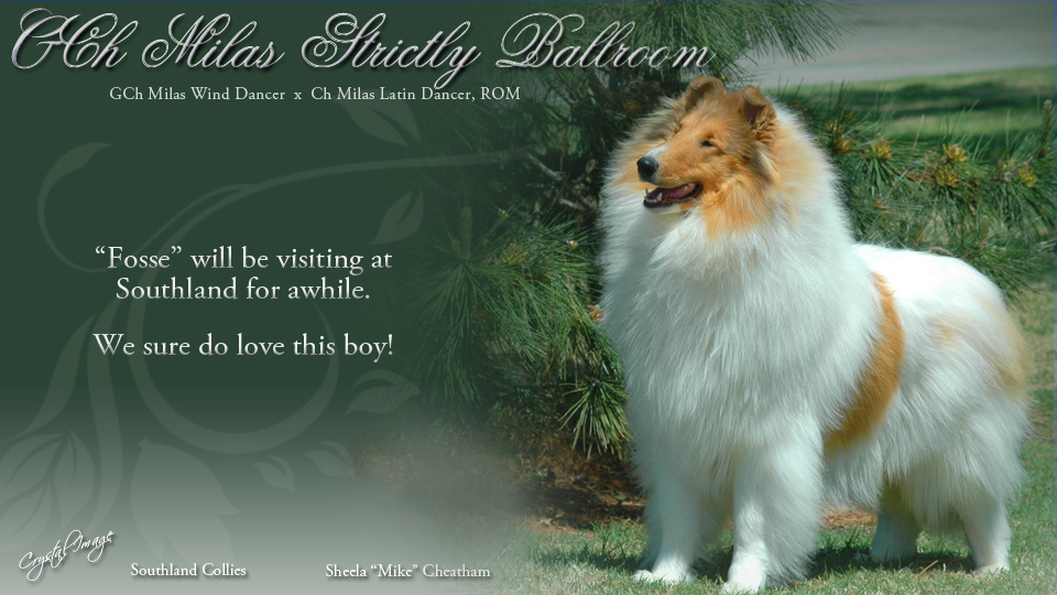Southland Collies -- GCH Milas Strictly Ballroom