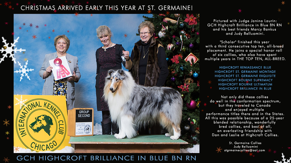 St Germaine Collies -- GCH Highcroft Brilliance In Blue BN RN