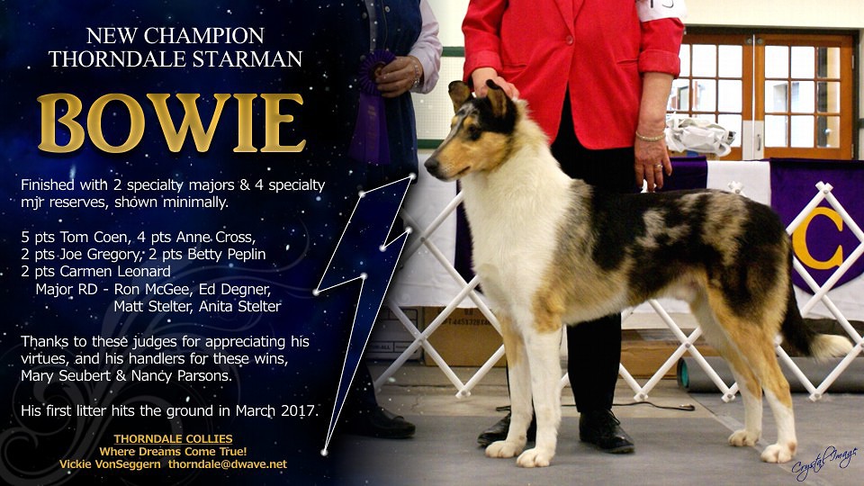 Thorndale Collies -- CH Thorndale Starman