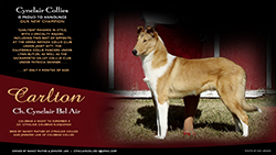 Cynclair Collies -- CH Cynclair Bel Air