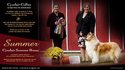 Cynclair Collies -- Cynclair Summer Breeze