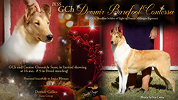 Demuir Collies -- GCH Demuir Barefoot Contessa