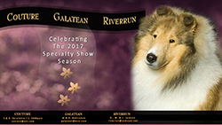 Couture Collies / Galatean Collies / Riverrun Collies -- Celebrating The 2017 Specialty Show Season