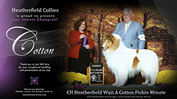 Heatherfield Collies -- CH Heatherfield Wait A Cotton Pickin Minute 