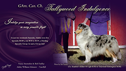 GCH Tallywood Indulgence