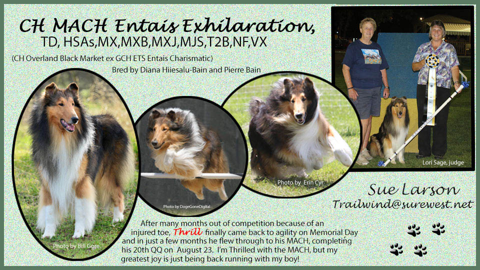 Trailwind Collies -- CH MACH Entais Exhilaration, TD, HSAs, MX, MXB, MXJ, MJS, T2B, NF, VX