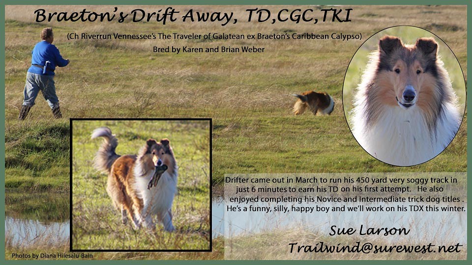 Trailwind Collies -- Braeton's Drift Away, TD, CGC, TKI