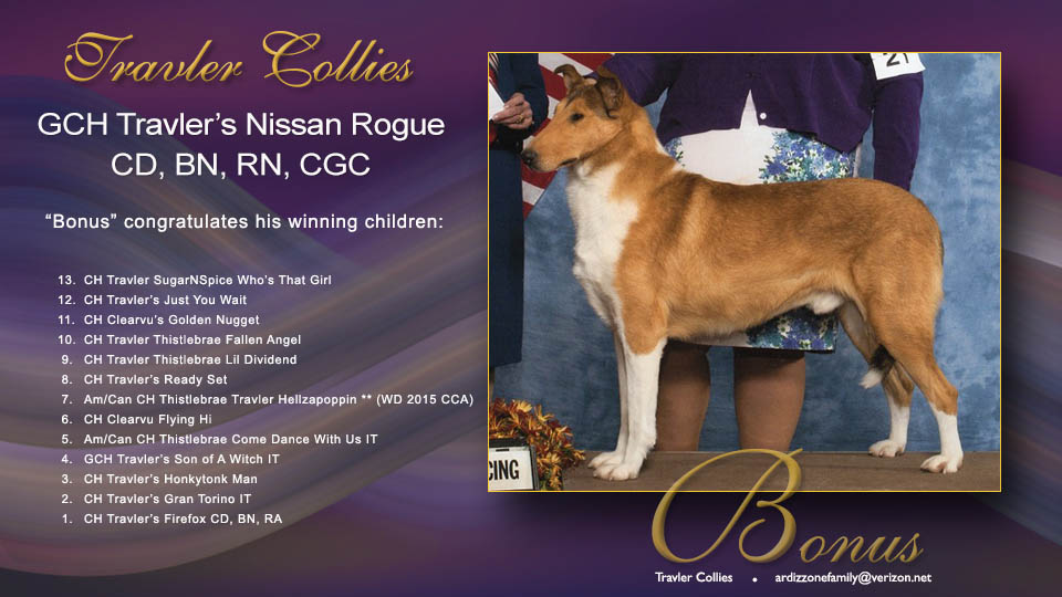Travler Collies -- GCH Travler's Nissan Rogue, CD, BN, RN, CGC