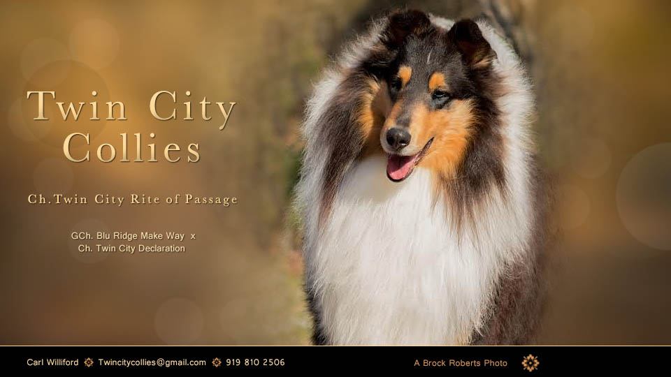 Twin City Collies -- CH Twin City Rite Of Passage