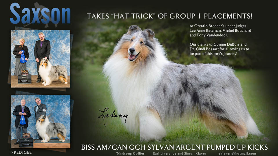 Windsong Collies -- AM/CAN GCH Sylvan Argent Pumped Up Kicks