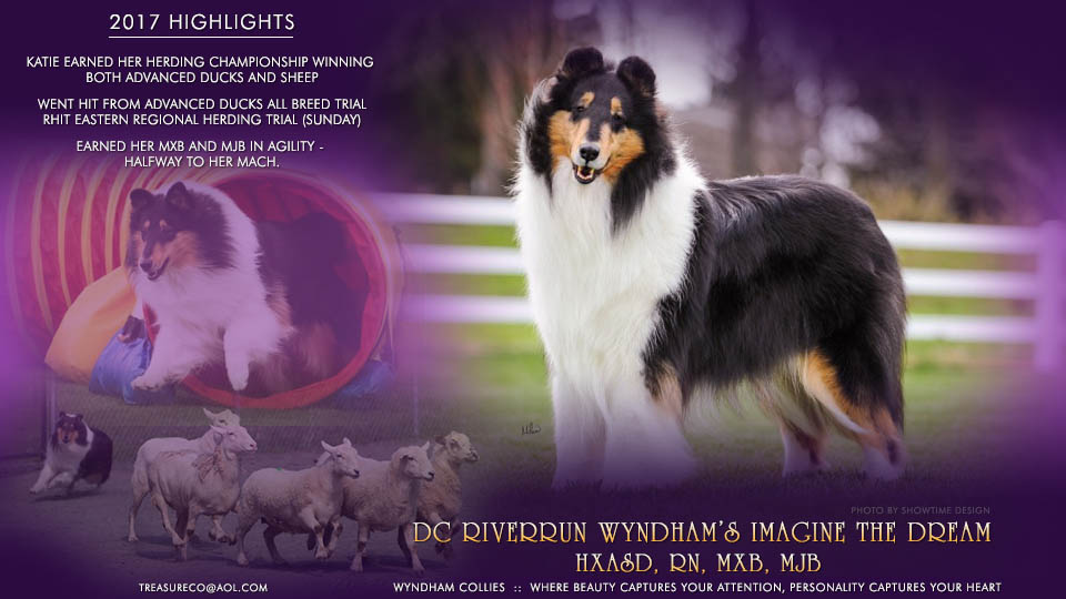 Wyndham Collies -- DC Riverrun Wyndham&rsquo;s Imagine The Dream HXAsd, RN, MXB, MJB