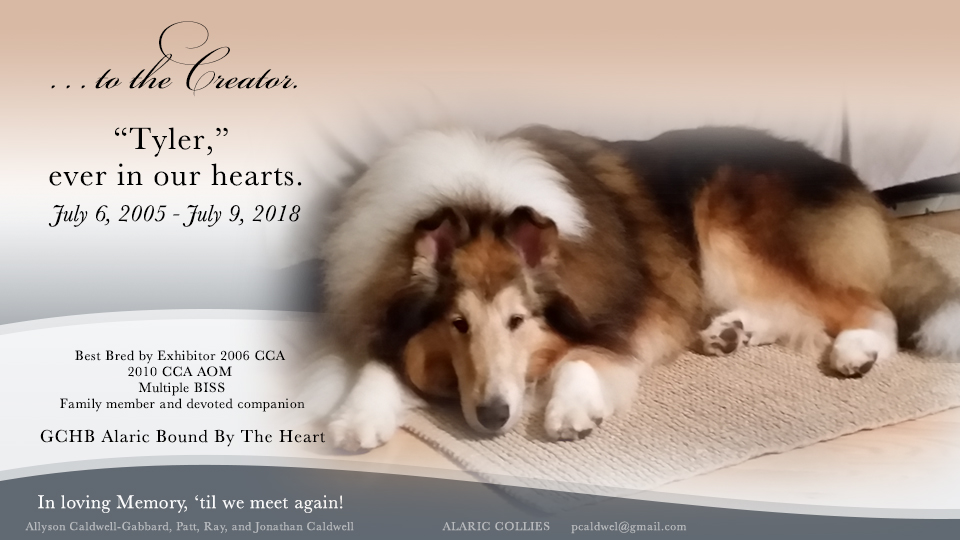 Alaric Collies -- In memory of GCHB Alaric Bound By The Heart