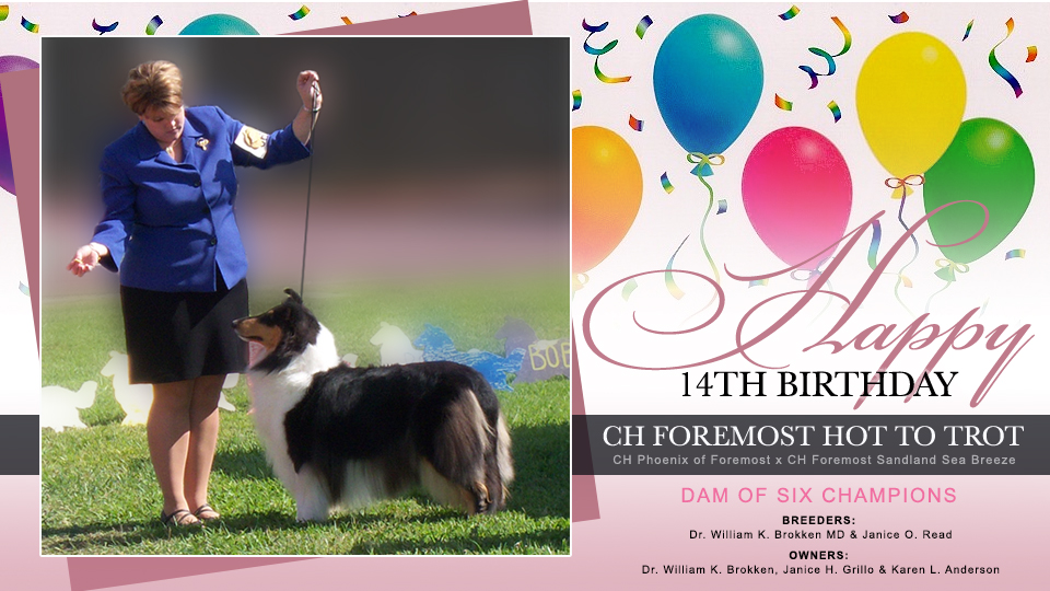 Foremost Collies -- CH Foremost Hot To Trot