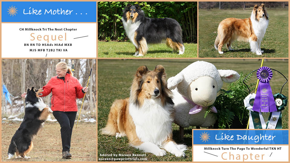Noreen Bennett -- CH Millknock Tri The Next Chapter BN RN TD HSAds HIAd MXB MJS MFB T2B2 TKI VA and Millknock Turn The Page To Wonderful TKN HT