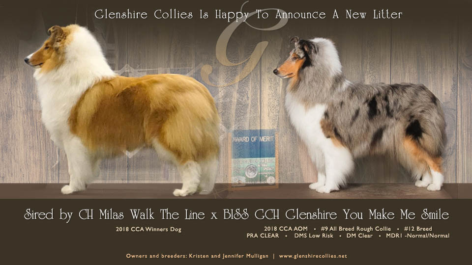 Glenshire Collies -- CH Milas Walk The Line / GCH Glenshire You Make Me Smile
