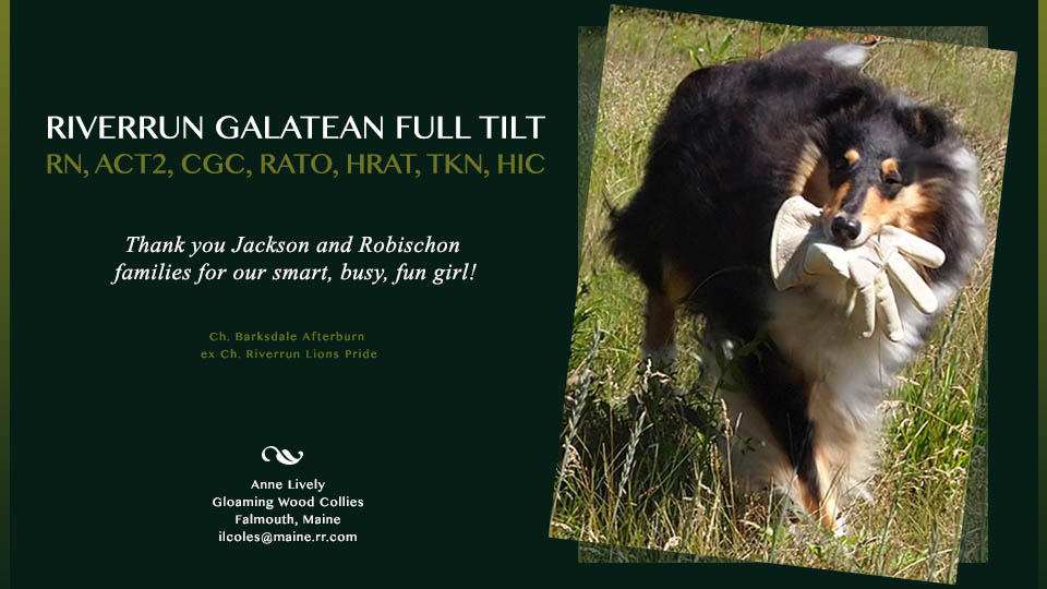 Gloaming Wood Collies -- Riverrun Galatean Full Tilt RN, ACT2, CGC, RATO, HRAT, TKN