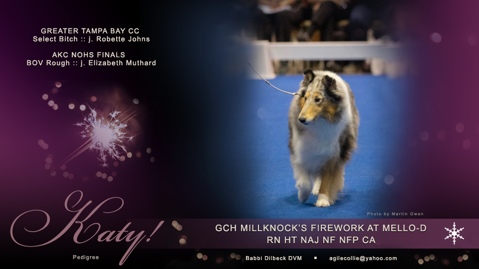Mello-D Collies -- GCH Millknock’s Firework At Mello-D, RN HT NAJ NF NFP CA