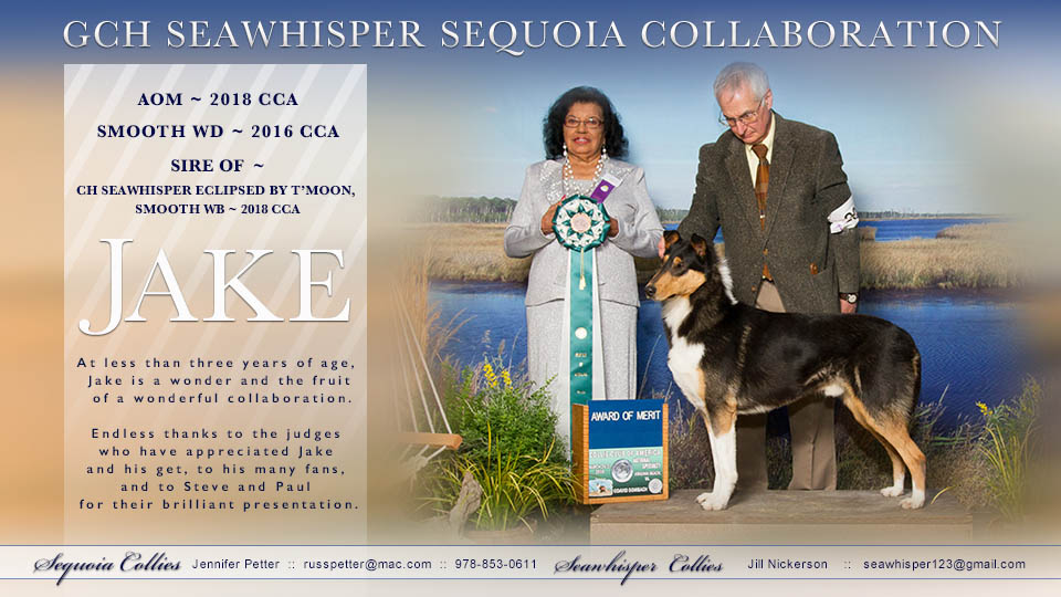 Sequoia Collies -- GCH Seawhisper Sequoia Collaboration