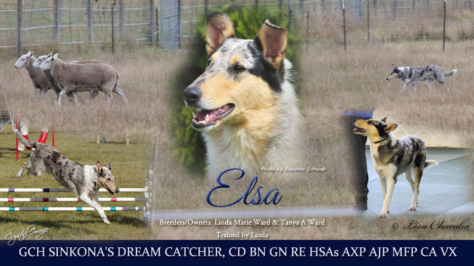 Sinkona Collies -- GCH Sinkona's Dream Catcher, CD BN GN RE HSAs AXP AJP MFP CA VX