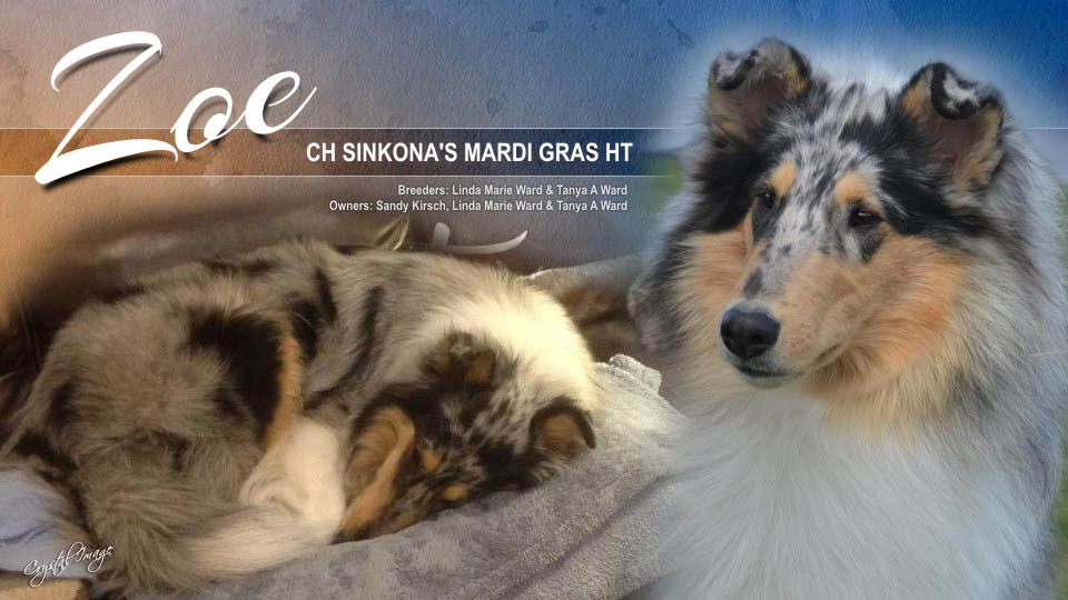 Sinkona Collies -- CH Sinkona's Mardi Gras HT